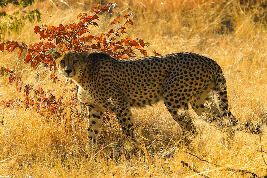 Watch cheetahs in the grass at Nehimba Lodge | Credit: Imvelo Lodges