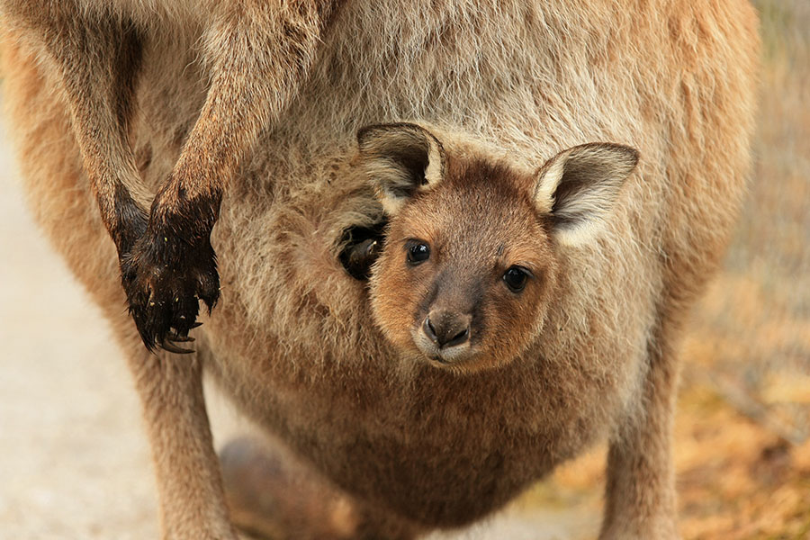 Spot baby kangaroos | Travel Nation