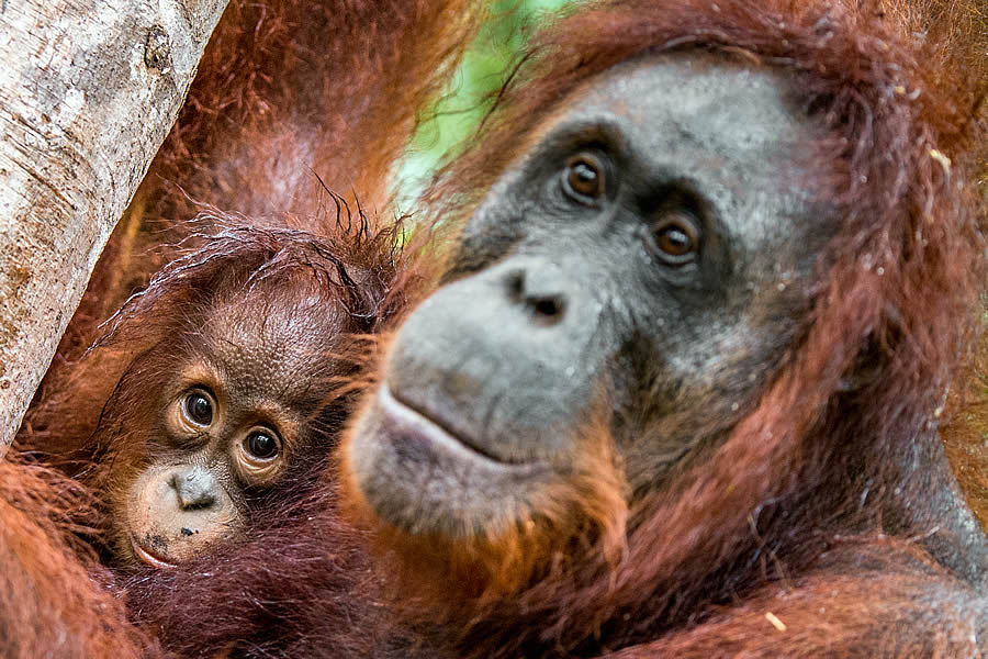 A pair of Bornean Orangutans