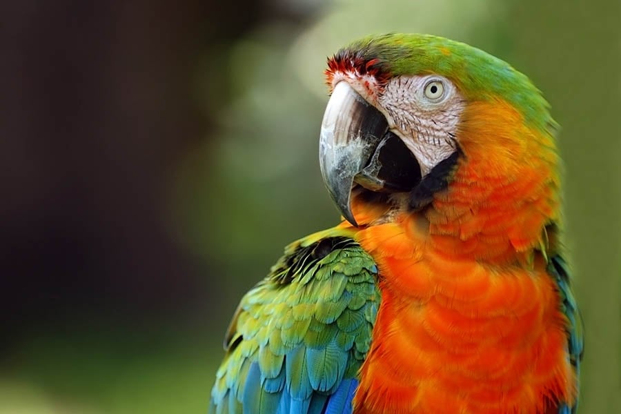 900x600_brazil_amazon_rainforest_scarlet_macaw