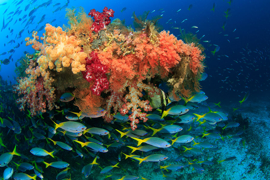 See shoals of colourful fish in Raja Ampat | Travel Nation