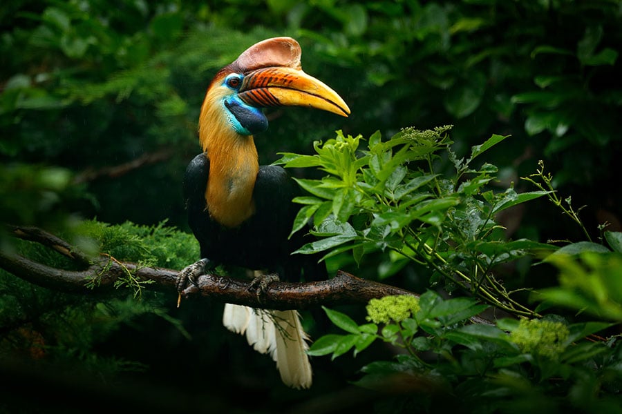 Look out for knobbed hornbills |Travel Nation