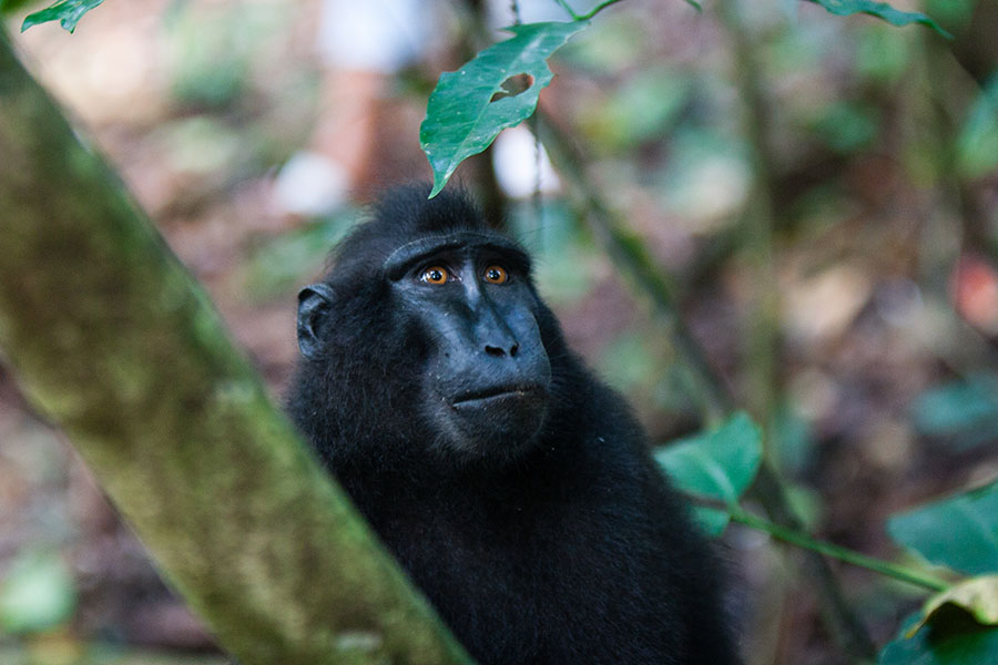 Watch the crested black macaques in the treetops | Travel Nation