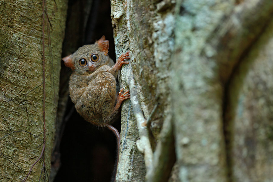Keep an eye out for the spectral tarsier in Tangkoko National Park | Travel Nation