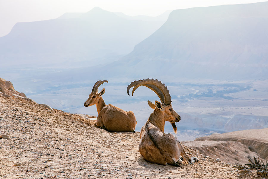 Spot Nubian Ibex on the mountainside | Travel Nation