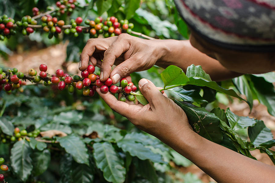 Taste coffee in the mountains of northern Laos | Travel Nation