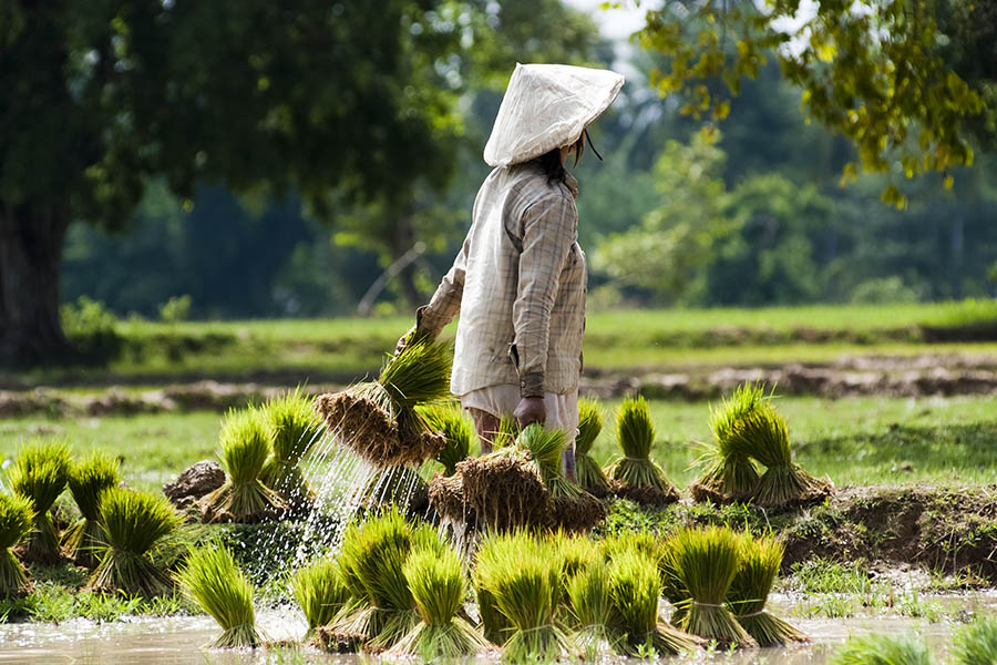Watch the rice farmers in rural Laos | Travel Nation