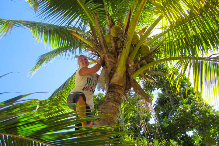 900x600_shelley-fiji-yasawa-island-collecting-coconuts 