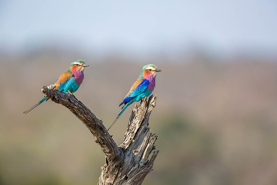 Spot lilac rollers flying through the air in Kruger National Park | Travel Nation