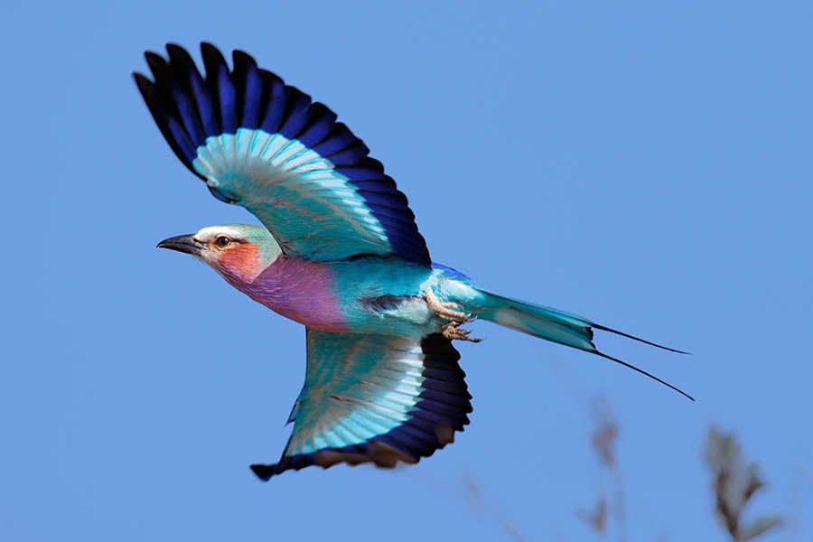 Look for lilac rollers in Kruger National Park | Travel Nation