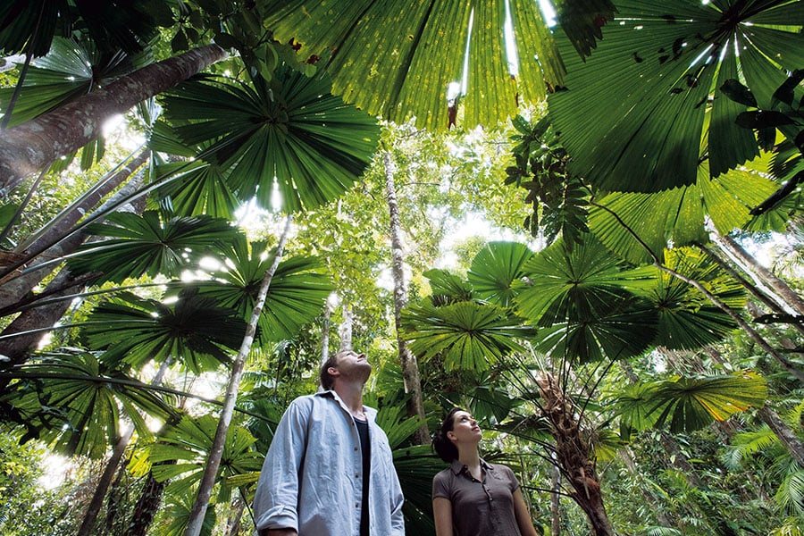 Take a drive up to the Daintree rainforest