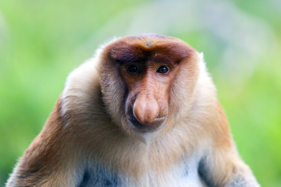 borneo_probiscus_monkey