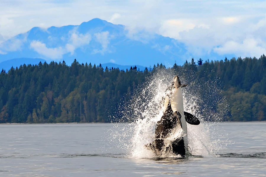 canada_campbell_river_orca_breaching