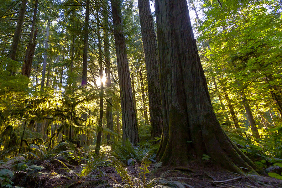 Cathedral Grove, Vancouver Island, British Columbia, Canada
