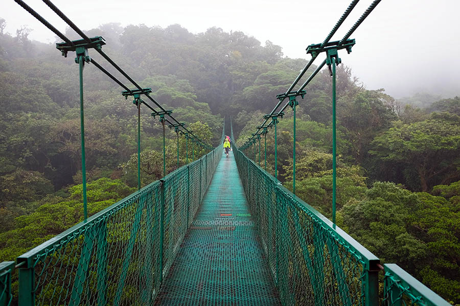 Walk through the treetops of the cloud forest