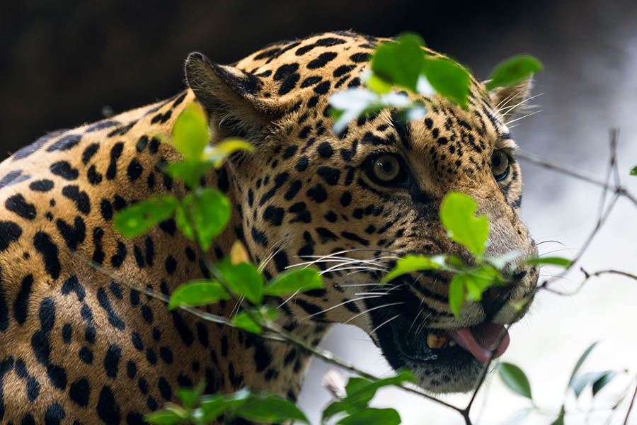 The rainforest is home to jaguars, monkeys, ocelots and a huge variety of bird species
