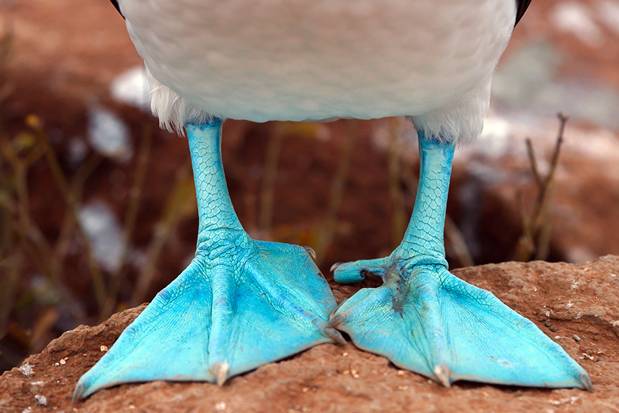 Blue booby, Galapagos Islands, Ecuador