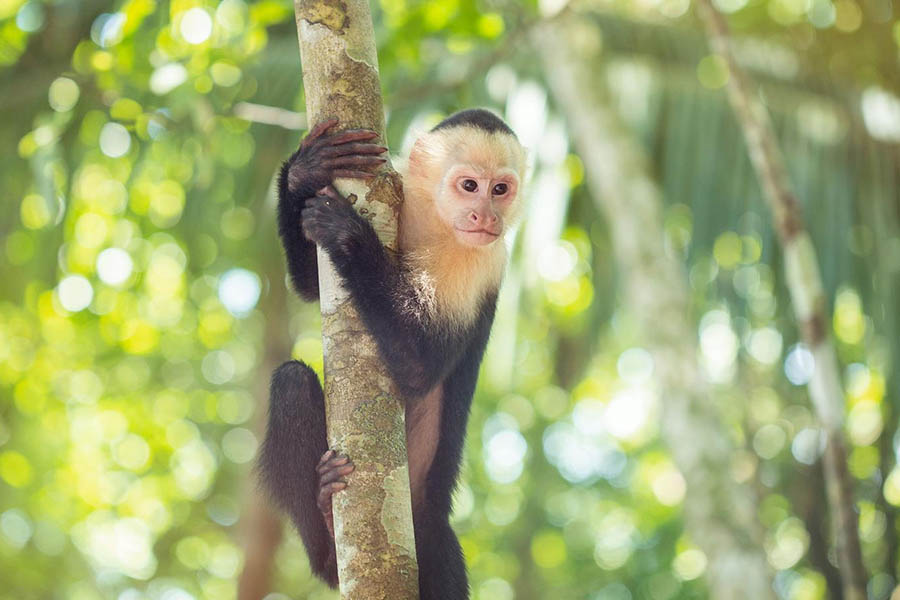 Aventure familiale au Costa Rica