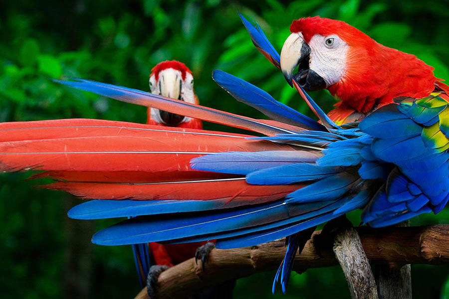 Expérience familiale au Pérou