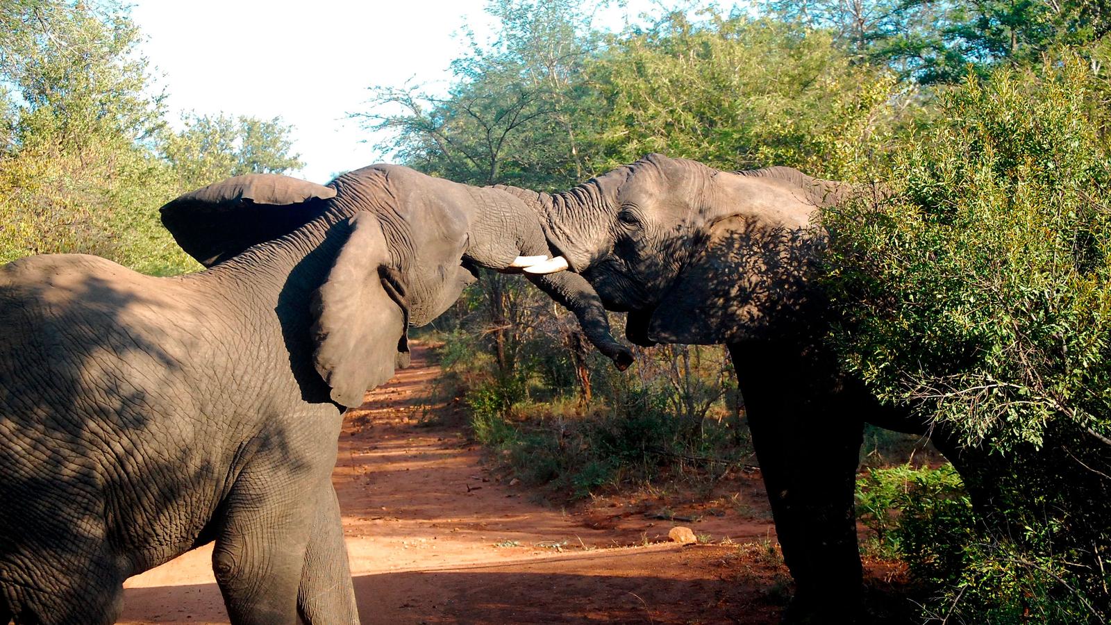 image_bestofafricaswildlifecapetownkrugerhwangechobe