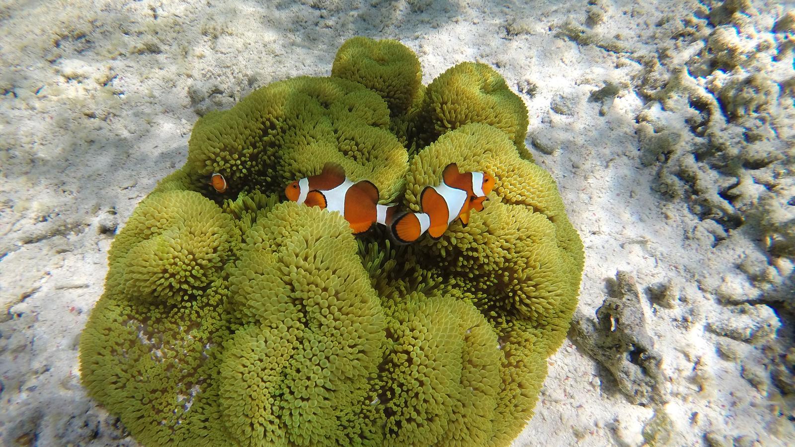 image_classicbalikomodoisland
