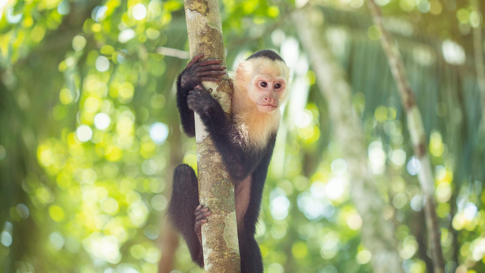 image_costaricafamilyexperience