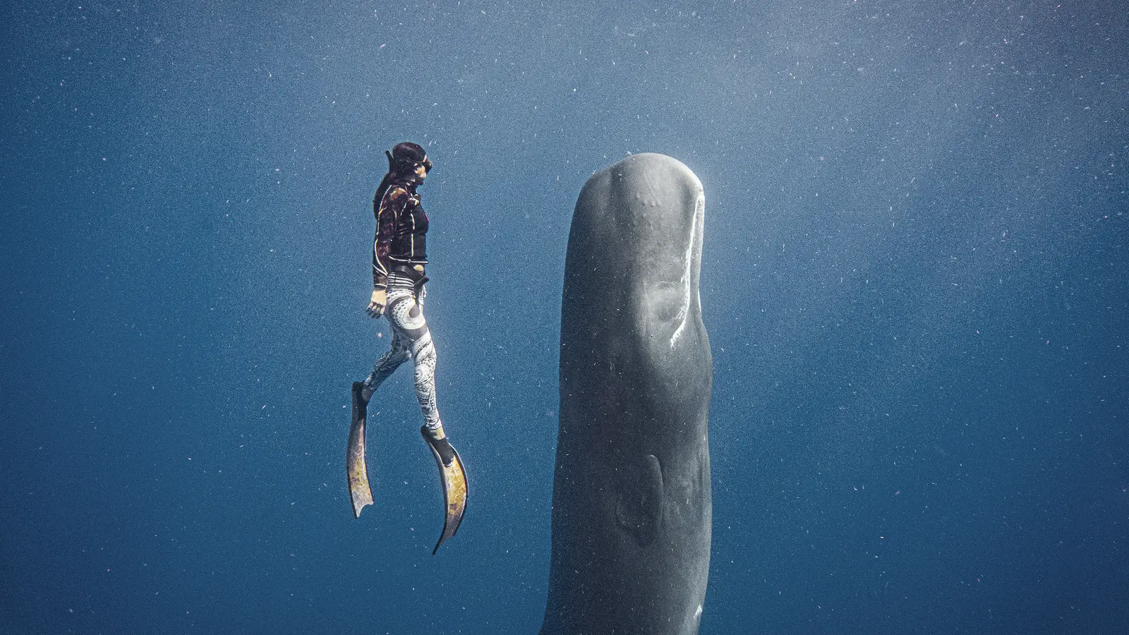 image_dominicawhaleswaterfallsthewildcaribbean