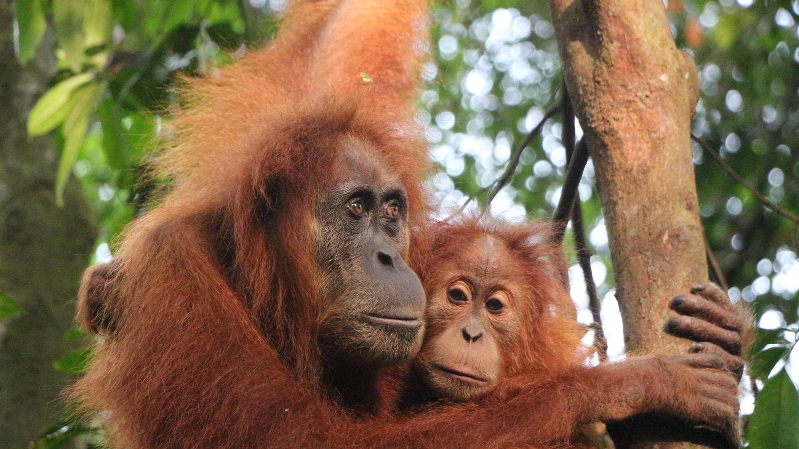 image_highlightsofsumatra