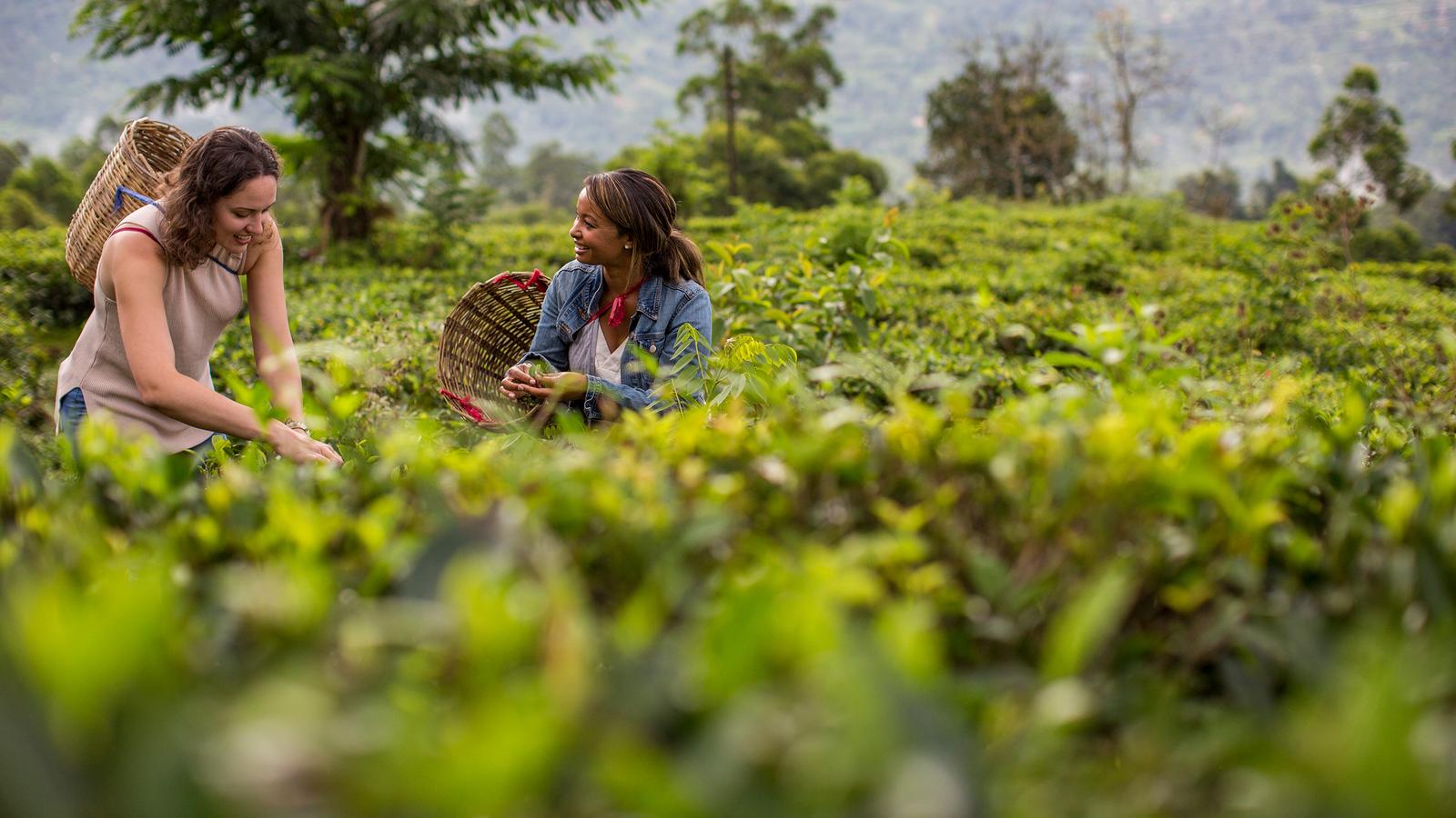 image_indiatosrilankathepinkcityspicegardens_32-days