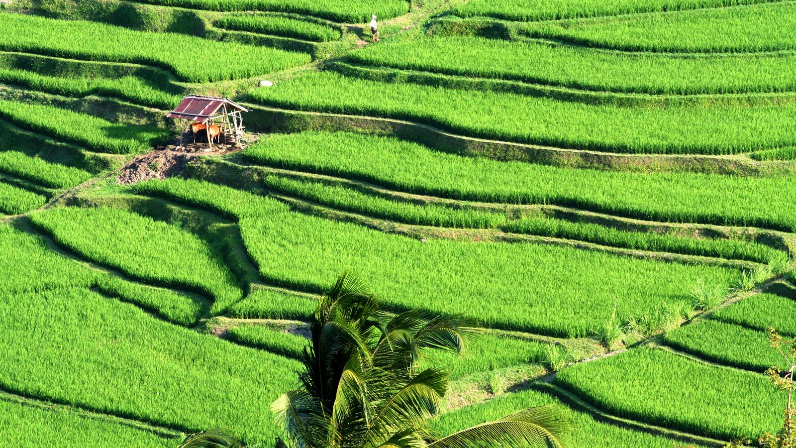 thumbnail image_indonesiabaliadventure_9-days