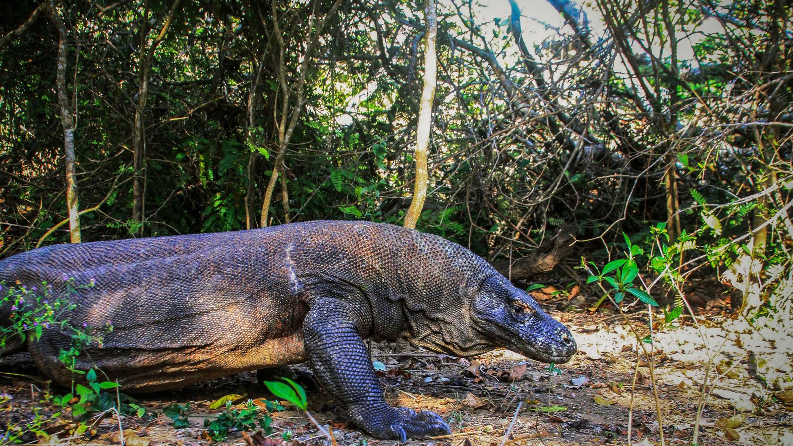 image_indonesiabalikomodoisland