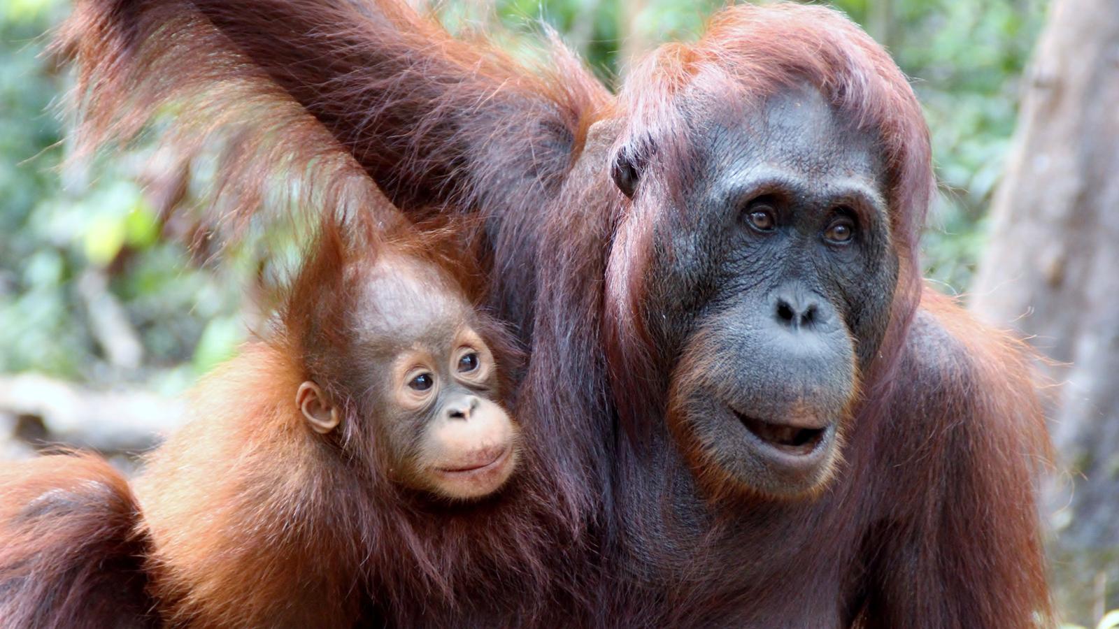 image_indonesiaborneoorangutansoftanjungputingnationalpark