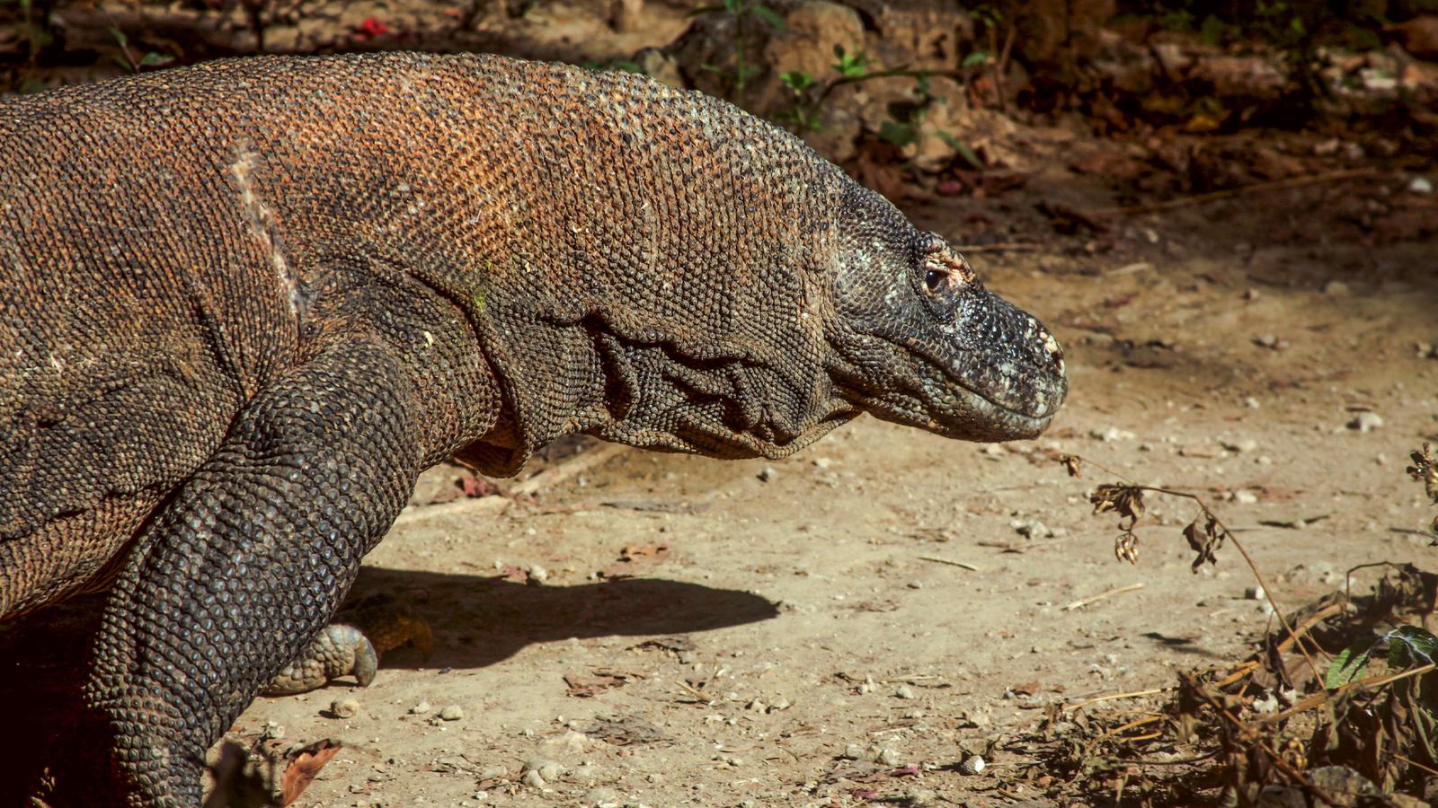 image_indonesiajavabalikomodoisland