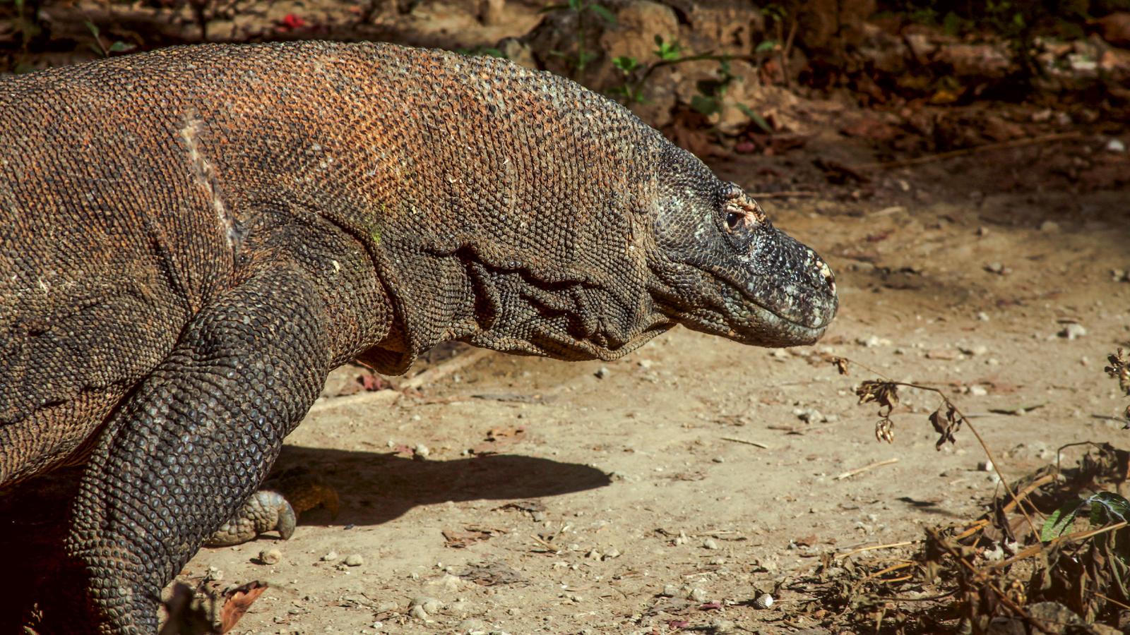 image_indonesiajavabalikomodoisland_21-days