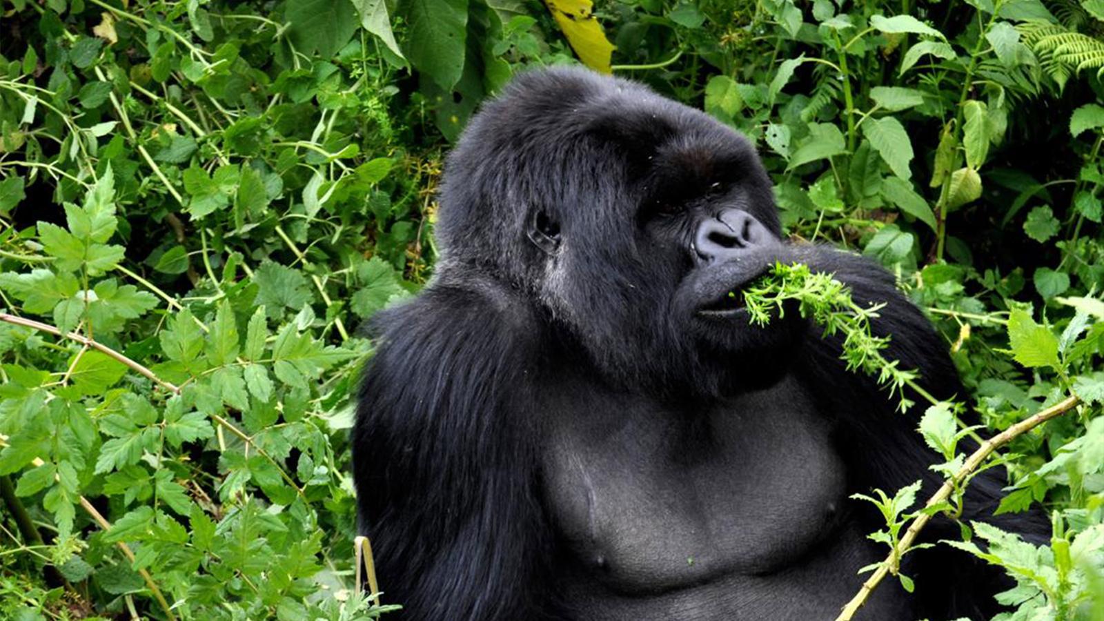 image_journeyslegendarywildlifeofrwandakenya_15-days