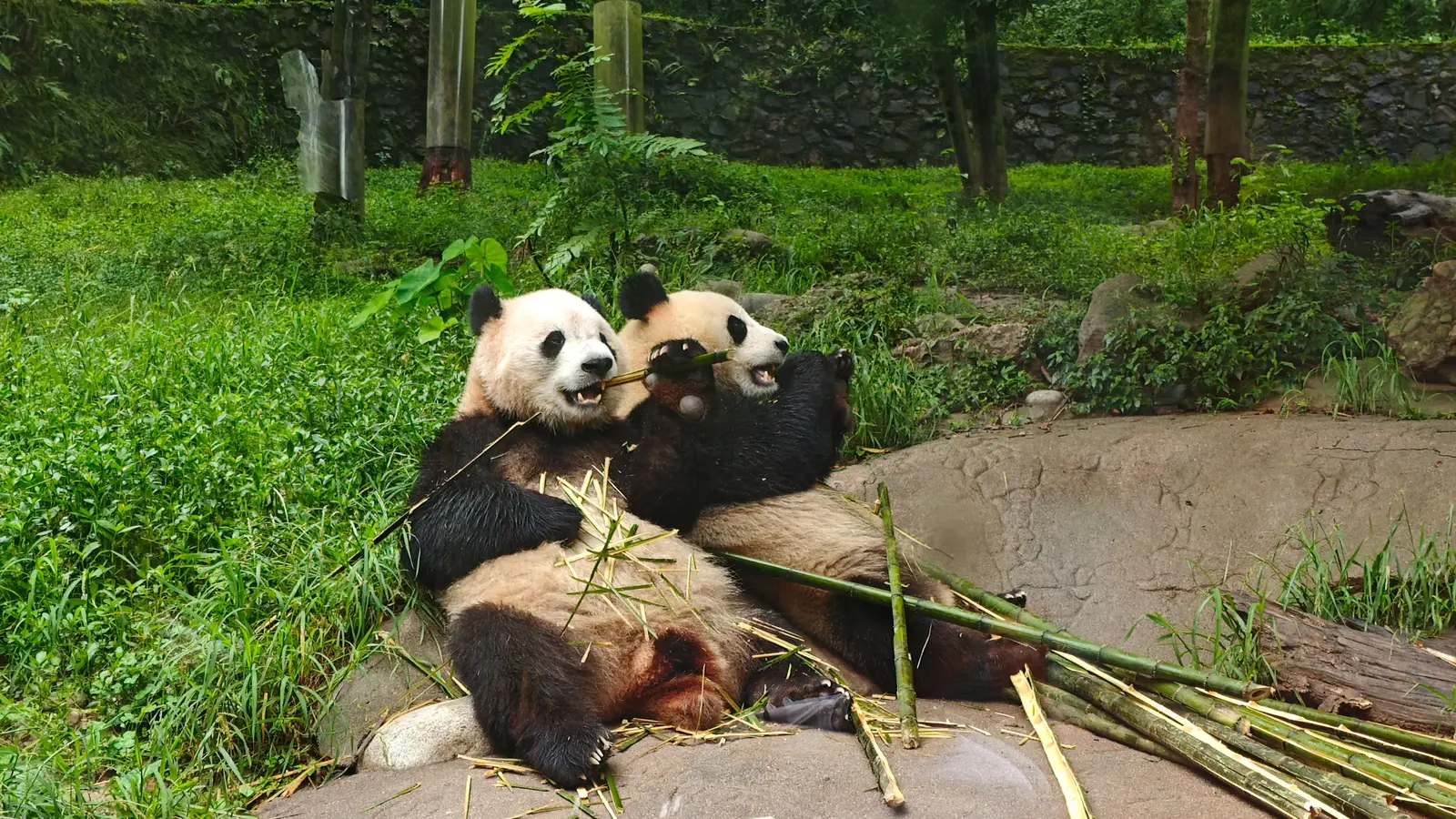 image_journeyspandasthepeaksofzhangjiajie