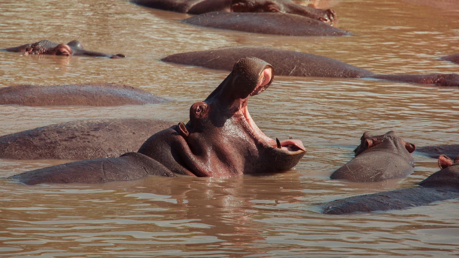 image_kenyaculturalconnectionsmtkenyamaasaimara