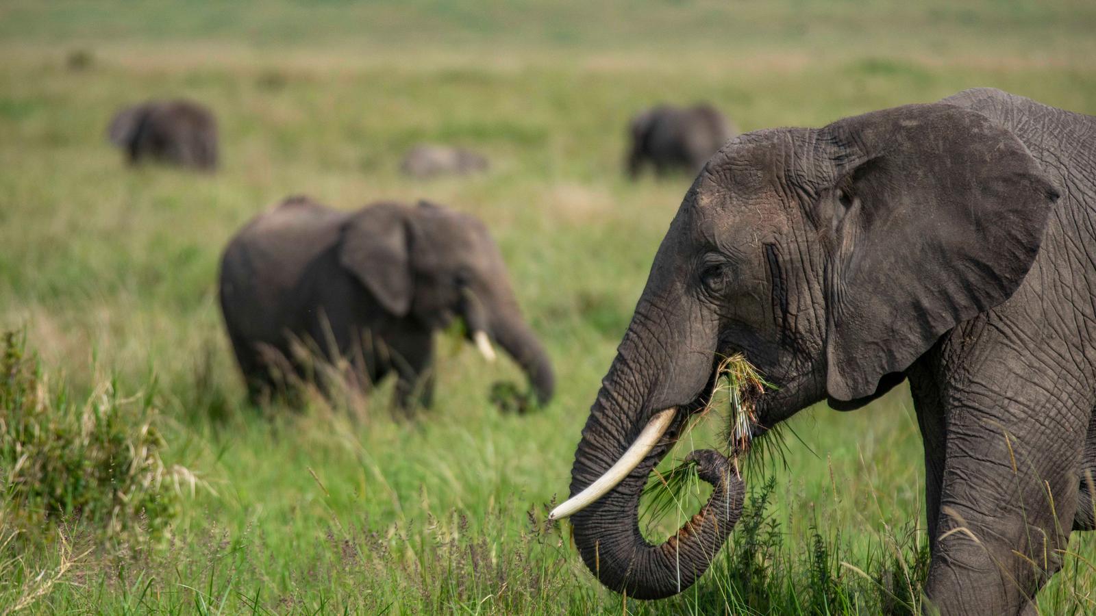 image_kenyatougandaoverlandsafariwithparticipationcamping