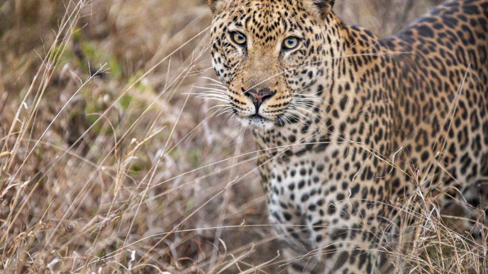 image_krugerindepth_8-days
