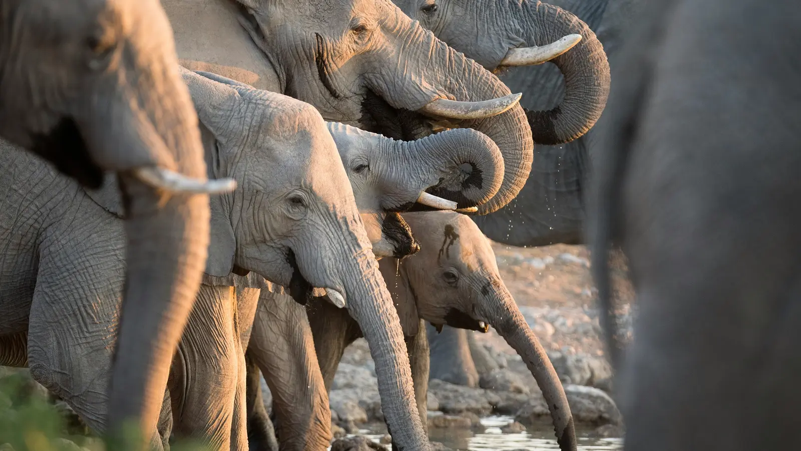 image_signaturebotswanaswildlifetheokavangodelta