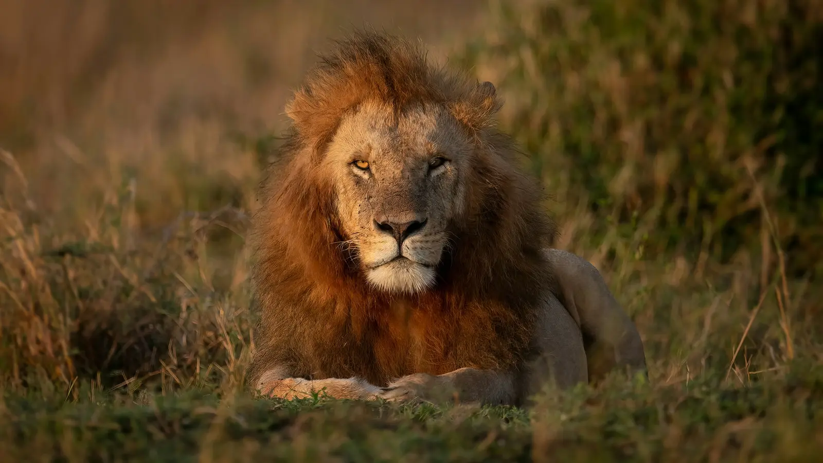 image_signaturekenyaswildlifeculturalheritage
