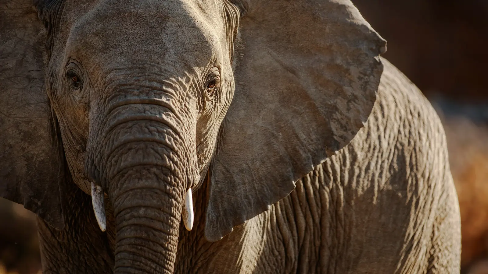 image_signaturesouthafricafromcapetowntokruger