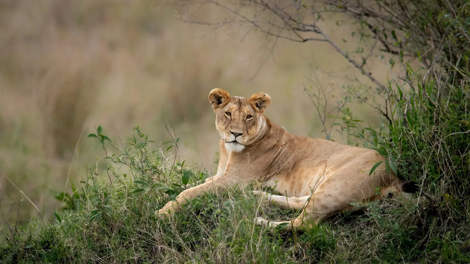 image_signaturesouthafricaskrugernationalpark