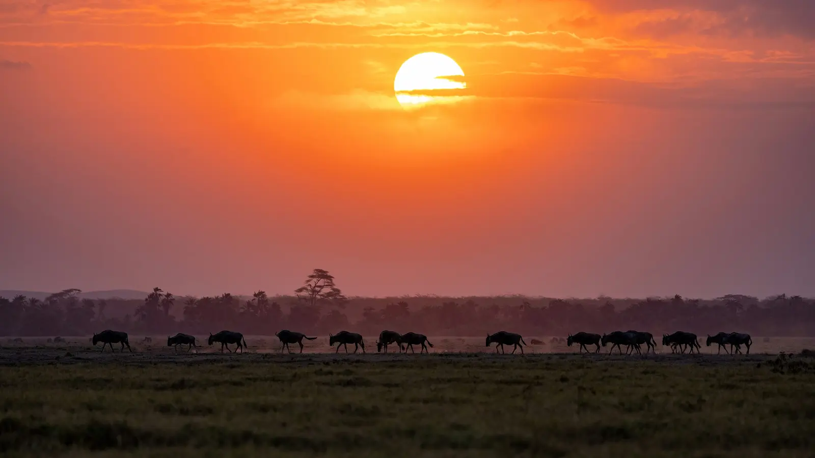 image_signaturetanzaniakenyarwandasavannahtotherainforest