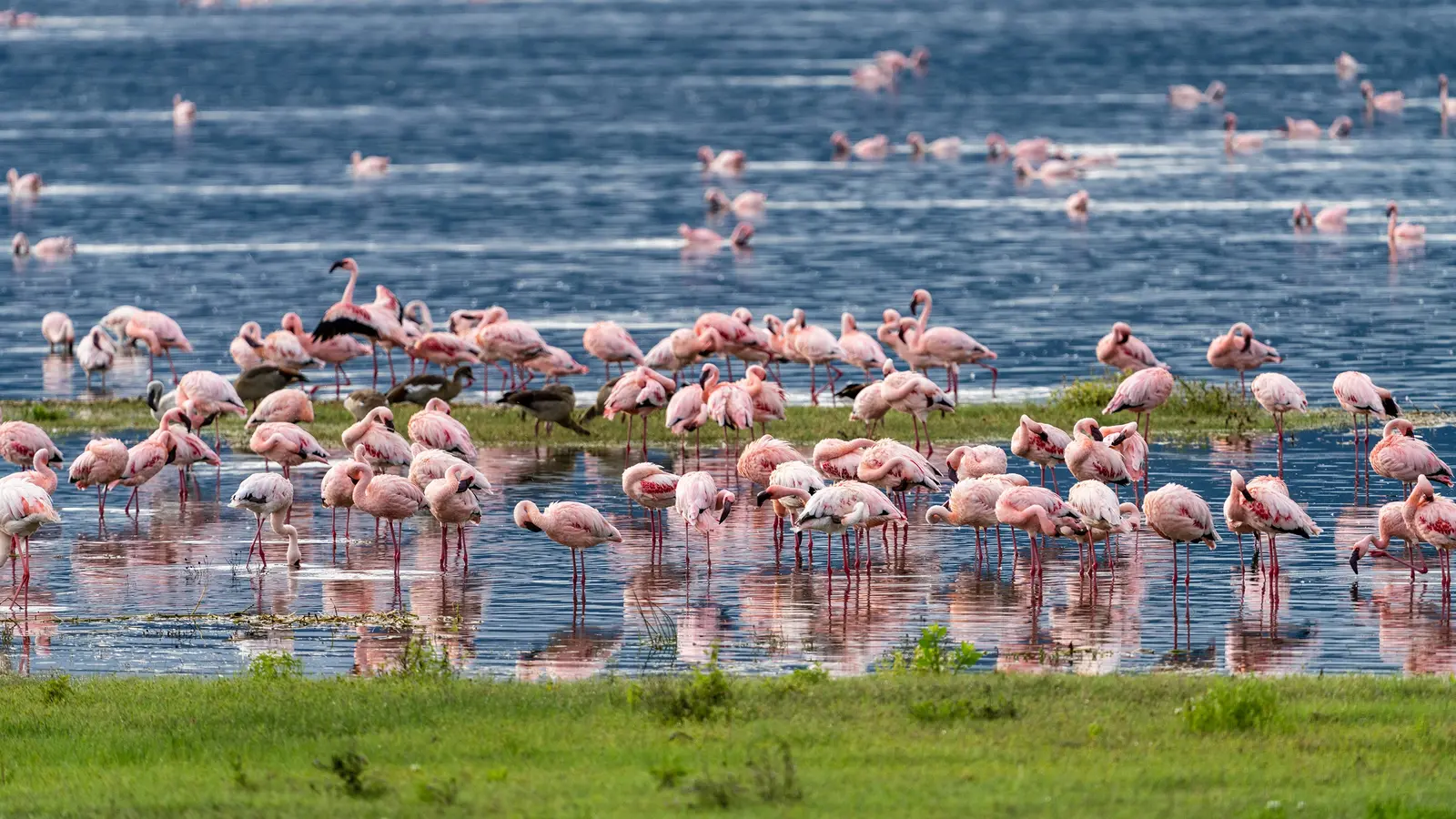 image_signaturetanzaniakenyaserengetitothemaasaimara