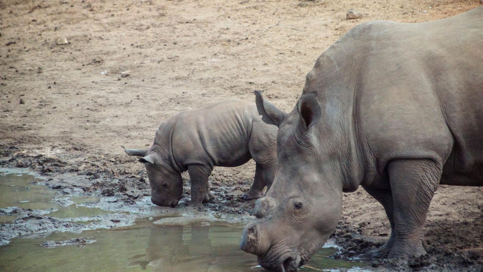 image_southernafricaoverlandsafariparticipationcamping