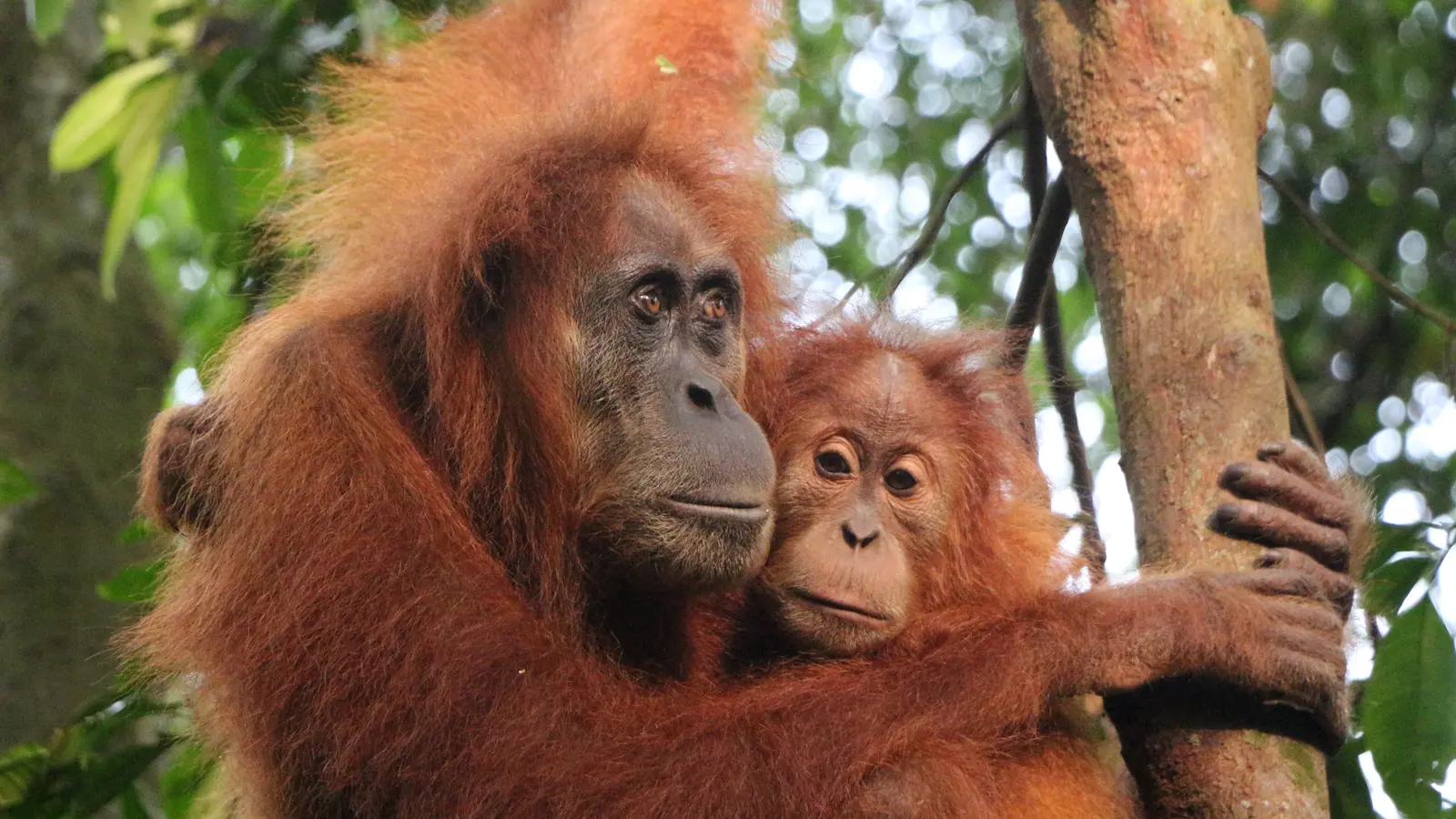 image_sumatraswildsideorangutansriversrurallife