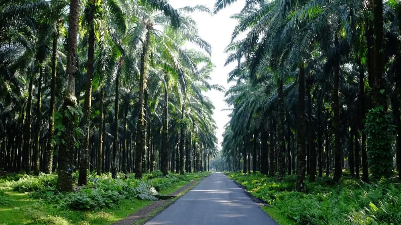 image_sumatratobaliwildlifewaveswilderness