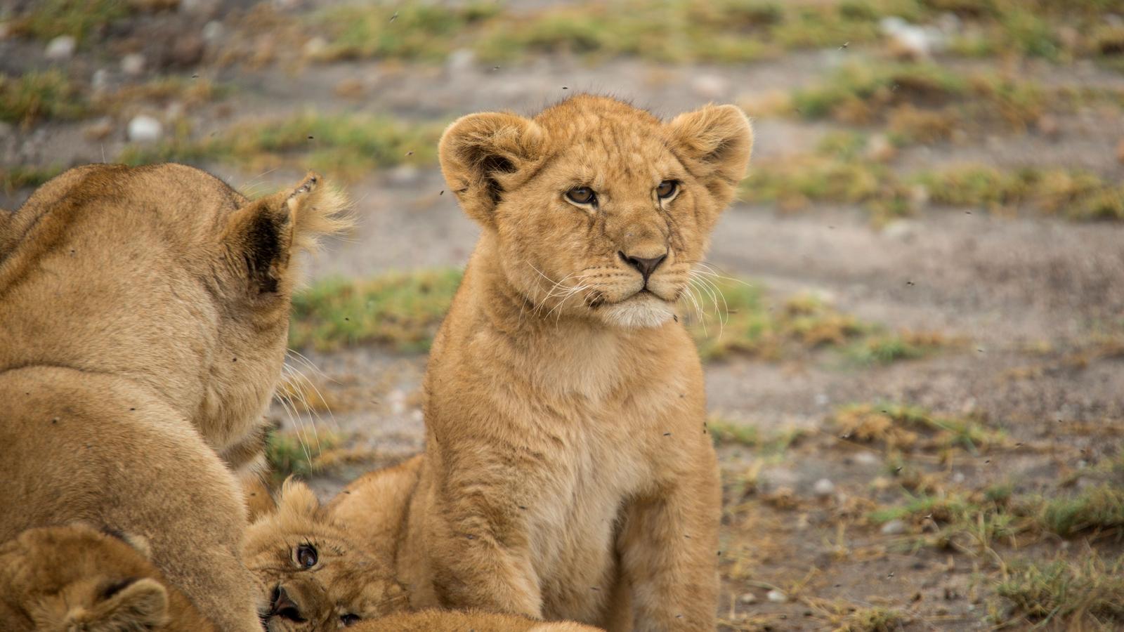 image_tanzaniafamilyjourneyaserengetisafari_8-days