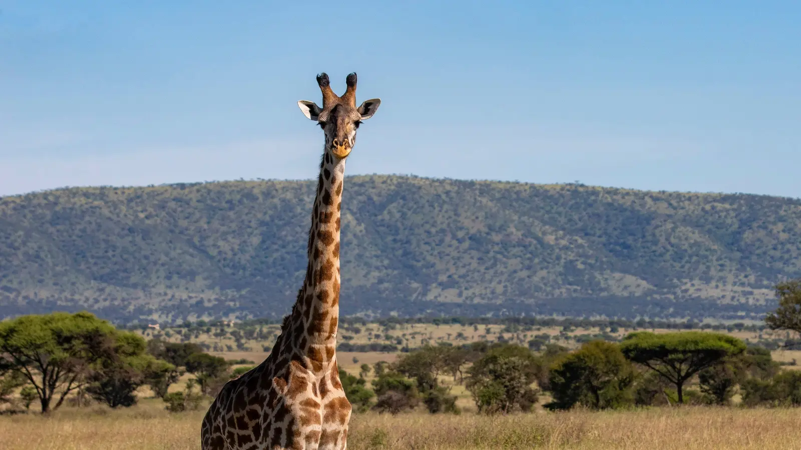 image_tanzaniakilimanjarosmachamerouteserengetiwildlife